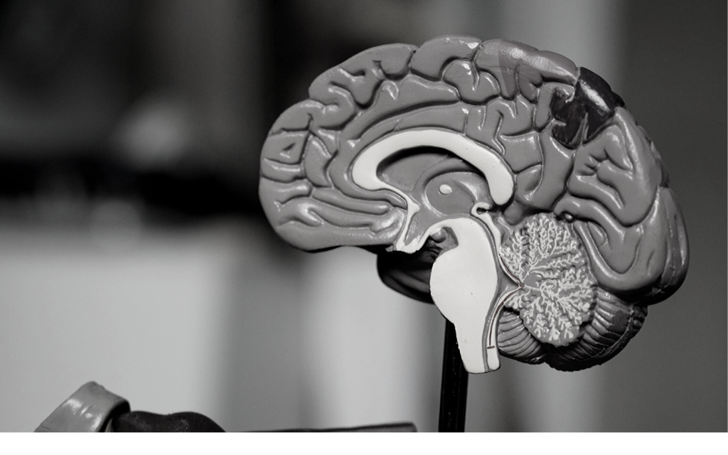 A doctor's model of a human brain. 